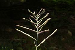 多穗雀稗-花序17.JPG
