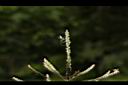 多穗雀稗-花序25.JPG