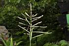 多穗雀稗-花序03.JPG