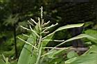 多穗雀稗-花序05.JPG