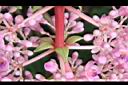 多花野牡丹藤-花托00.JPG