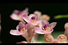 多花野牡丹藤-花35.jpg