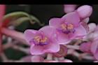 多花野牡丹藤-花40.JPG