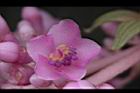 多花野牡丹藤-花47.JPG