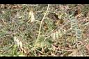 多花野豌豆-實00.JPG