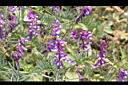 多花野豌豆-花05.JPG