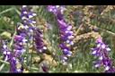 多花野豌豆-花08.JPG