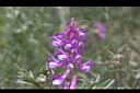 多花野豌豆-花09.JPG