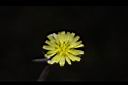 多頭苦菜-花05.JPG