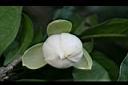 夜合花-花7.jpg