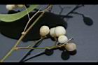 夜香木-實26.JPG