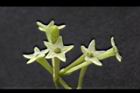 夜香木-花03.JPG