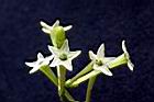 夜香木-花04.jpg