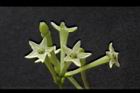 夜香木-花05.JPG