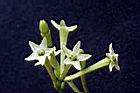 夜香木-花06.jpg