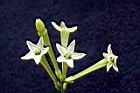 夜香木-花19.jpg