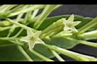 夜香木-花25.JPG