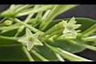 夜香木-花26.JPG
