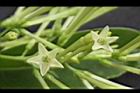 夜香木-花27.JPG