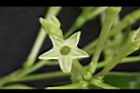 夜香木-花冠00.JPG