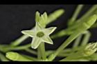 夜香木-花冠03.JPG