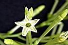 夜香木-花冠04.jpg