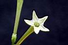 夜香木-花冠06.JPG