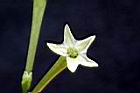 夜香木-花冠07.JPG
