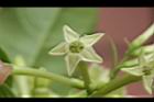 夜香木-花冠11.JPG