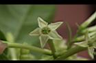 夜香木-花冠12.JPG