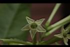 夜香木-花冠14.JPG