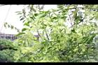 夜香木-花序02.JPG