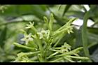 夜香木-花序03.JPG
