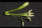 夜香木-花蕊04.JPG