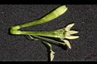 夜香木-花蕊06.JPG