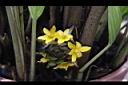 大仙茅-花22.JPG