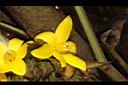 大仙茅-花41.JPG