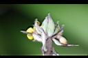 大仙茅-花萼00.jpg