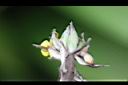 大仙茅-花萼01.jpg
