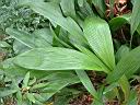 大仙茅-葉00.JPG