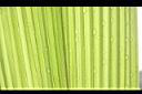 大仙茅-葉脈12.JPG