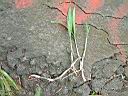 大仙茅00.JPG