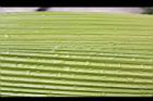 大仙茅-葉脈02.JPG