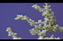 大冷水麻-花3.JPG