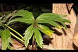 大吳風草-葉03.JPG