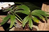 大吳風草03.JPG