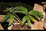 大吳風草04.JPG