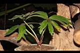 大吳風草05.JPG