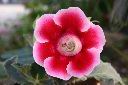 大岩桐-花06.jpg