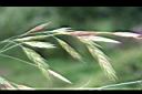大扁雀麥-穗4.jpg